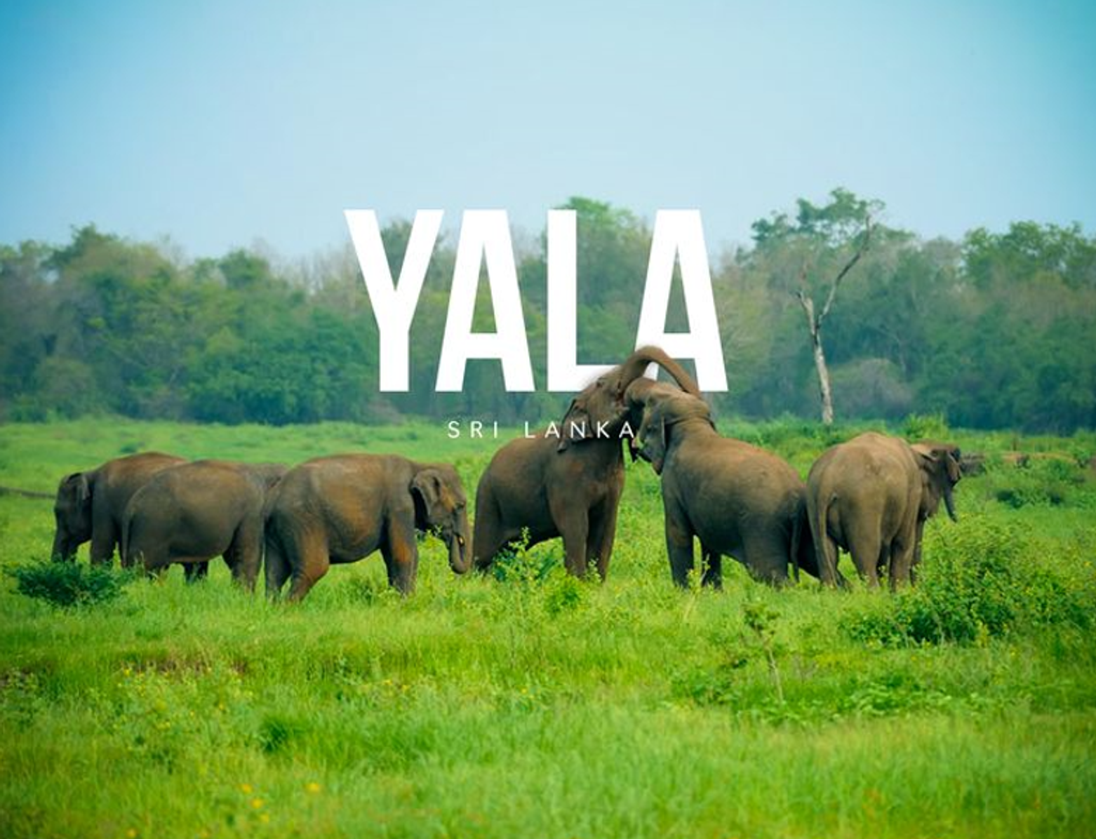 Yala National Park